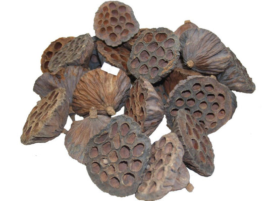 20 Dried Lotus Flower Heads 8-12cm Diameter Christmas Wreath Decoration (486)