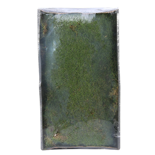 Green Moss With Tray (Natural Preserved Green) 500g (4974)
