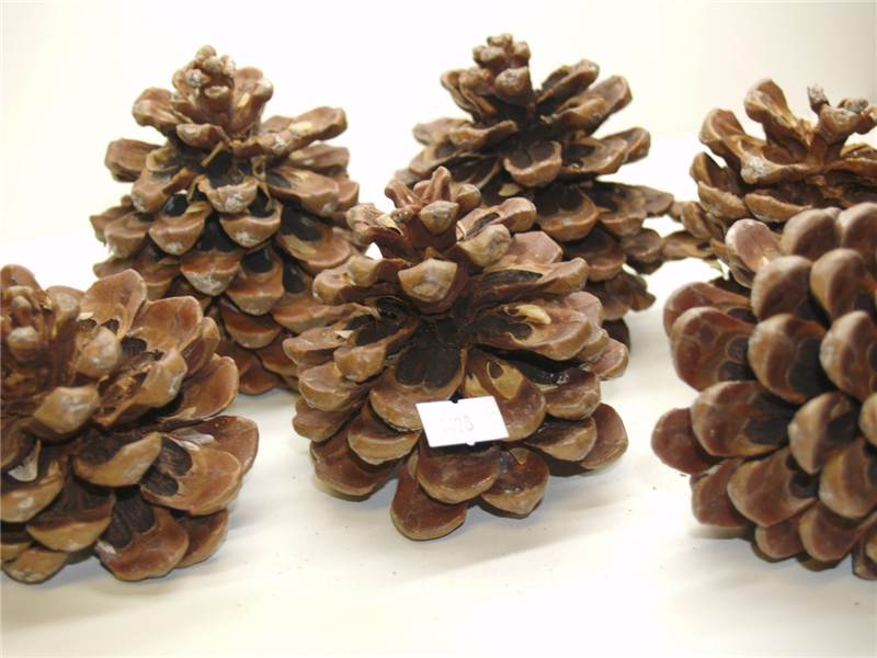 1kg Natural Austriaca Cones Florist Christmas Wreaths Garlands (1478)